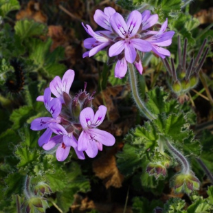 Pelargonium capitatum